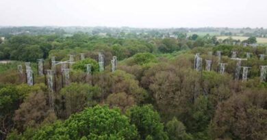 Major new study will explore if a tree's 'memory' can increase its resilience