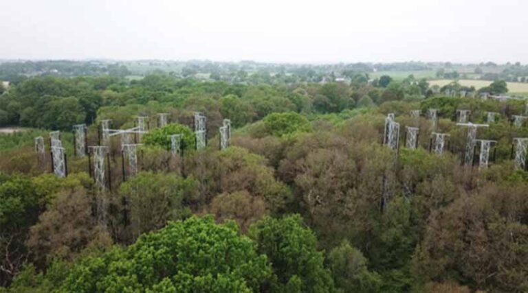 Major new study will explore if a tree's 'memory' can increase its resilience