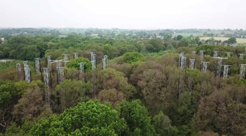 Major new study will explore if a tree's 'memory' can increase its resilience