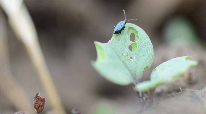 Beetle hits at OSR emergence prevents damage