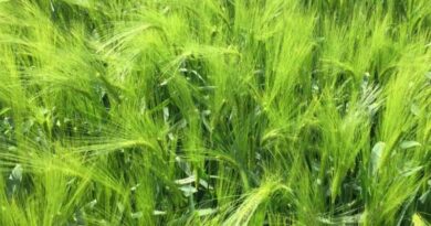 Hybrid barley varieties looking set for another podium position again this season