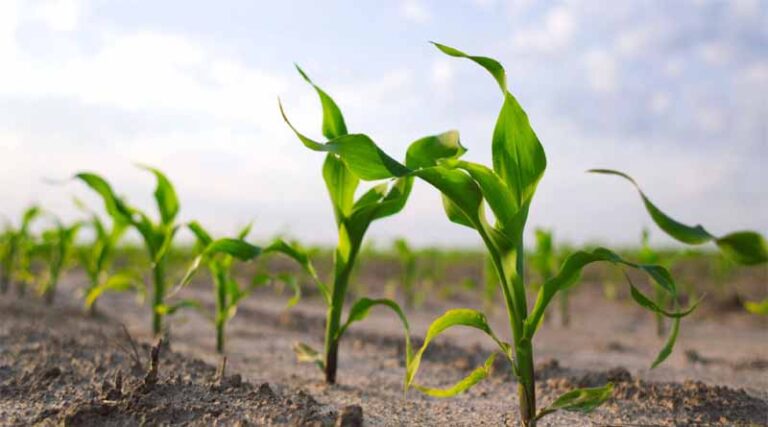 Organic Profits Offer Potential for Small Farms