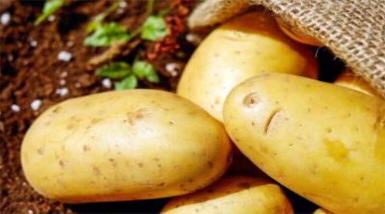 Safeguarding Scotland’s bulb and potato sector