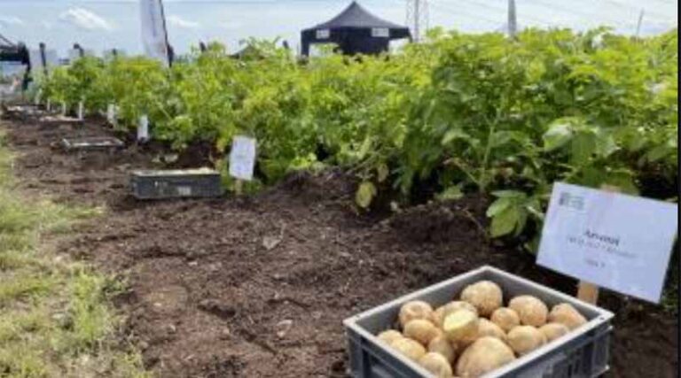 Potato Innovation and Translation Hub outlined at Potatoes in Practice 2021