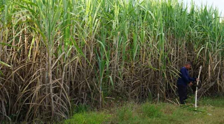 Maharashtra sugar mills pay 99% FRP to farmers