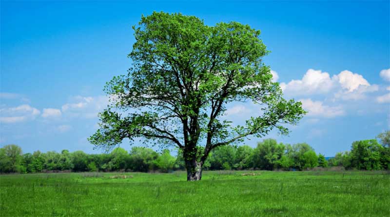 Soti Tree Sacred Bodhi tree’s journey to Oz 2300 years in the making