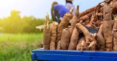 Gene editing key to improving Africa’s staple crops