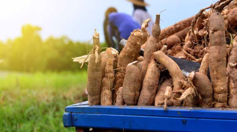 Gene editing key to improving Africa’s staple crops