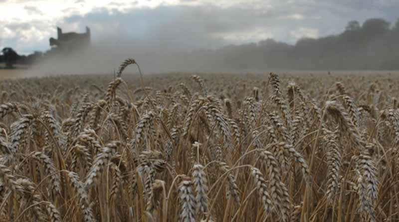 Winter wheat harvest results are indicating strong performance from hard group 4 varieties