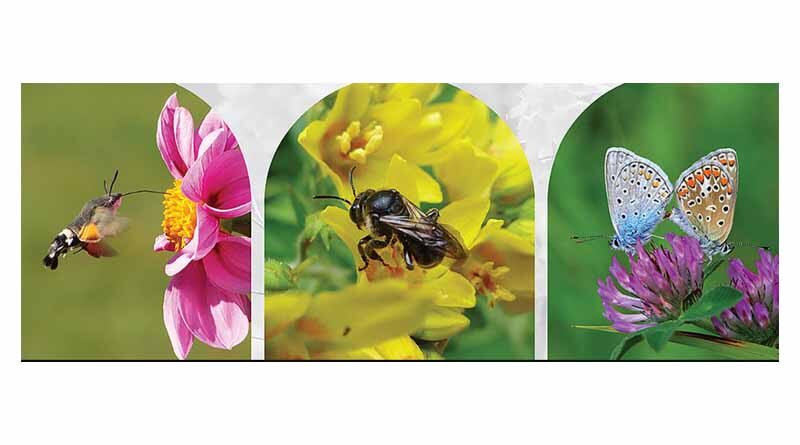 Safeguarding European Wild Pollinators