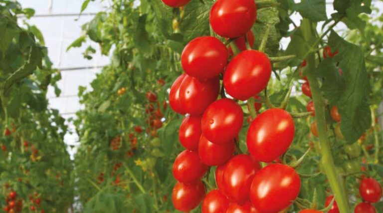 Bayer to launch organic vegetable seeds portfolio enabling greater access to certified organic market