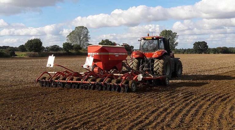 Establishing a resilient wheat crop