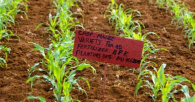 Tailored Approach To Fertilizer Use Can Achieve Triple-Wins For Smallholder Farmers