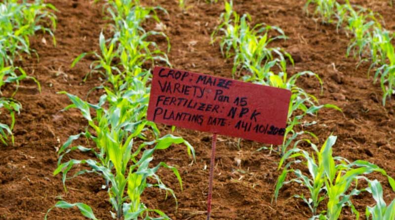 Tailored Approach To Fertilizer Use Can Achieve Triple-Wins For Smallholder Farmers
