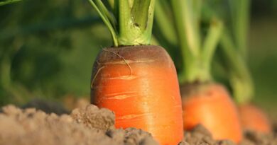 Is world heading towards food crisis related unrest?