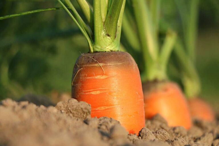 Is world heading towards food crisis related unrest?