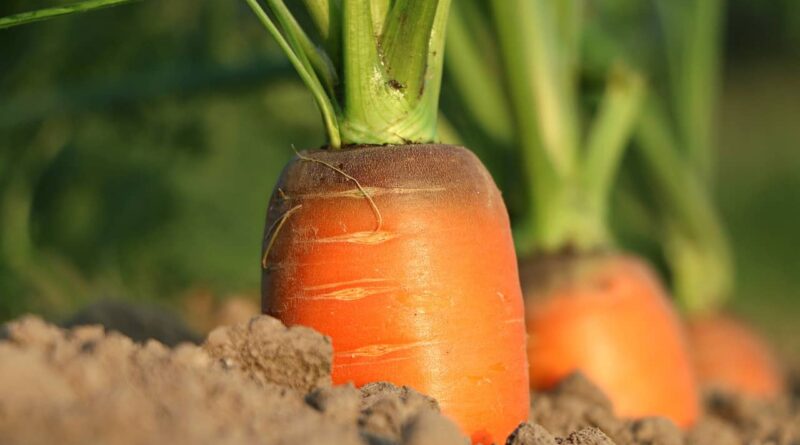 Is world heading towards food crisis related unrest?