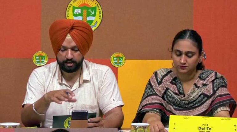 MONITOR COTTON CROP REGULARLY FOR PINK BOLLWORM INFESTATION: PAU EXPERT URGES FARMERS