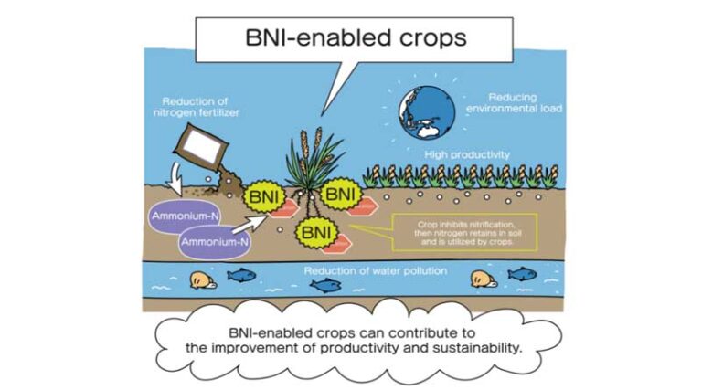Nitrogen-efficient wheats can provide more food with fewer greenhouse gas emissions, new study shows