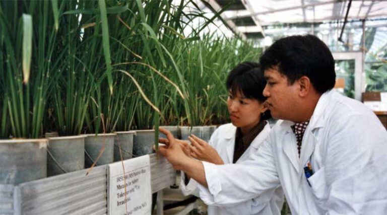 Global success in plant breeding celebrated by FAO and IAEA