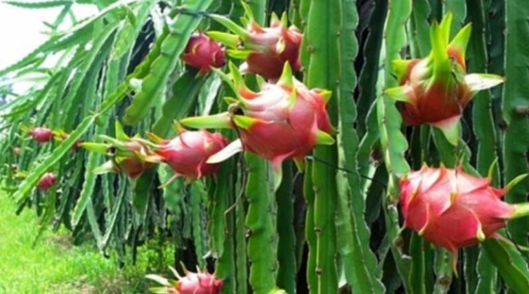 Hai Duong’s dragon fruit is granted a cultivation area code for export