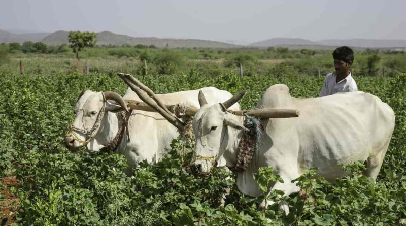Pink Bollworm infestation in parts of Haryana and Punjab, government releases advisory