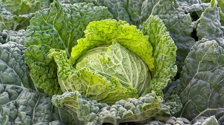 High-quality savoy by Syngenta