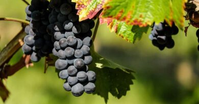 French EU president wants to eliminate chemical crop protection