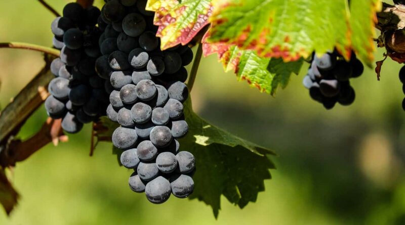French EU president wants to eliminate chemical crop protection