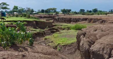 Urgent need for new approach to combat global grassland degradation