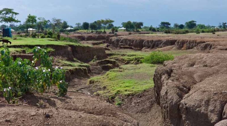 Urgent need for new approach to combat global grassland degradation