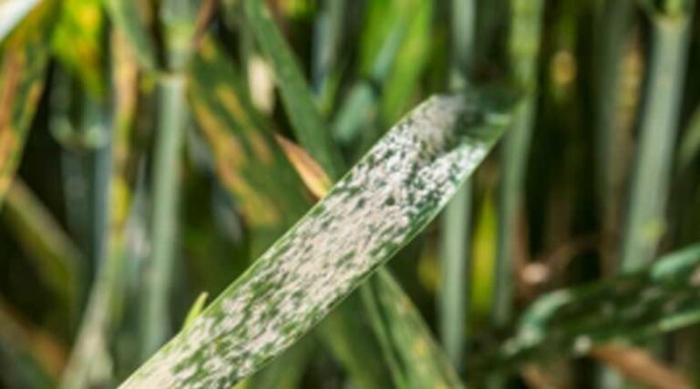 New barley powdery mildew resistance genes key to future resistance