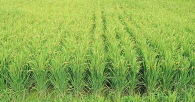 Haryana prepared to manage crop residue burning issue