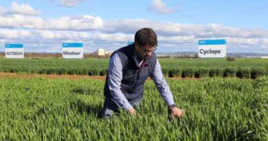 Australia: New barley varieties give growers a double benefit