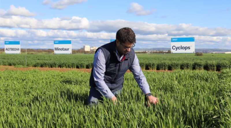 Australia: New barley varieties give growers a double benefit