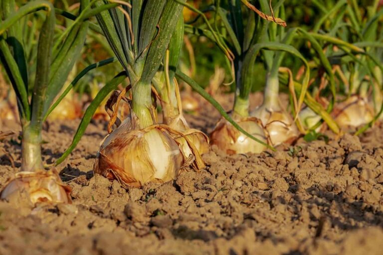 JioKrishi platform to help Indian farmers take better decision