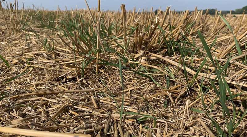 Fresh approach to stale seedbeds