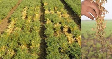 ICRISAT’s plant health researchers mine genes to defend chickpea against a deadly pathogen