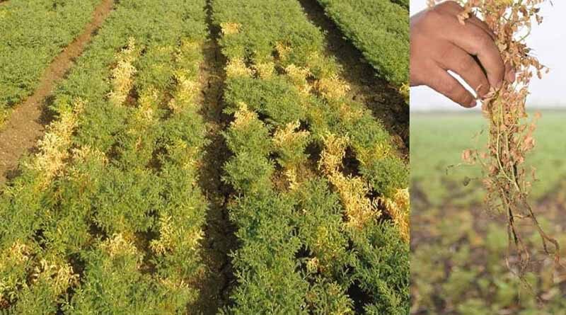 ICRISAT’s plant health researchers mine genes to defend chickpea against a deadly pathogen