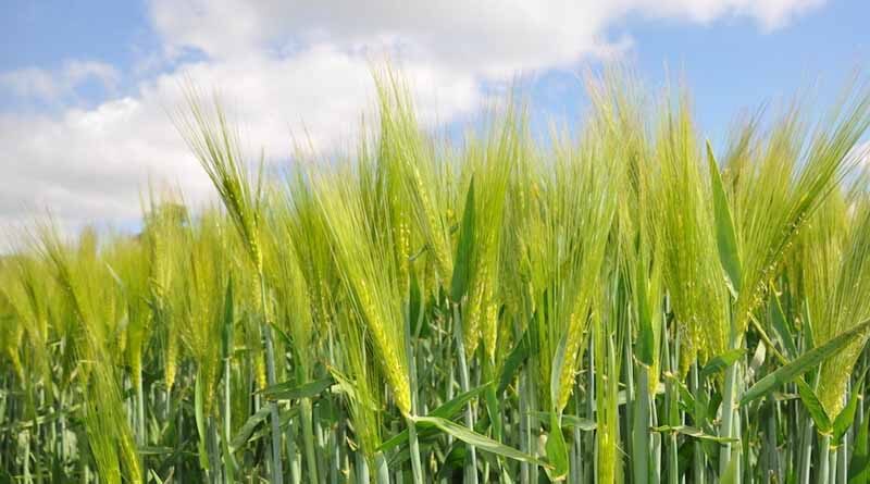 Haryana: Paddy procurement preparations in full swing