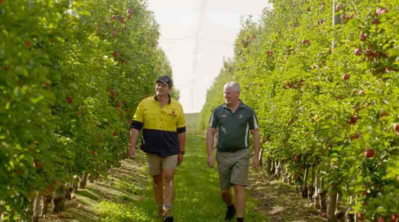 Water stressed apple trees aided by soil ameliorant in Victoria