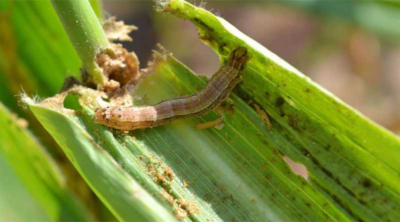 Armyworms invade US lawns, pesticide sales see boost