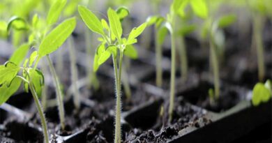 Plant sciences, data sciences, artificial intelligence (AI) to help develop agricultural climate-proof crops