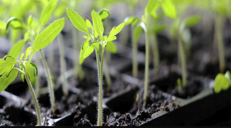 Plant sciences, data sciences, artificial intelligence (AI) to help develop agricultural climate-proof crops