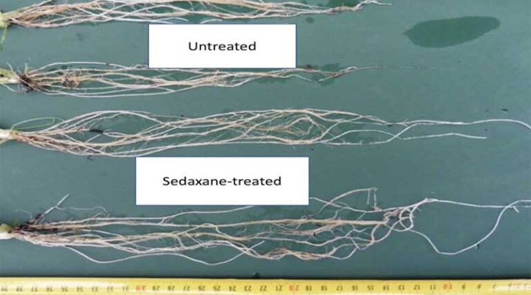 Independent study confirms extra benefits from specialist seed treatment use