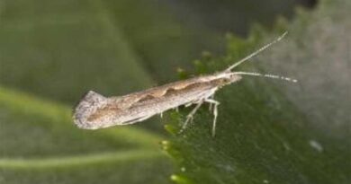 Crop-eating moths will flourish as climate warms