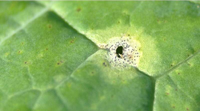 Rain events pose early phoma threat for 2021 season