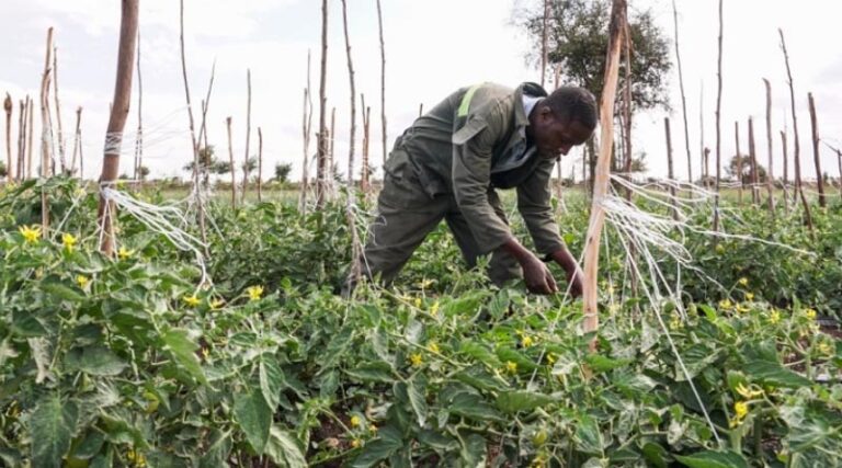 CABI shares expertise at 3rd International Phytosanitary Conference aimed at enhancing international trade