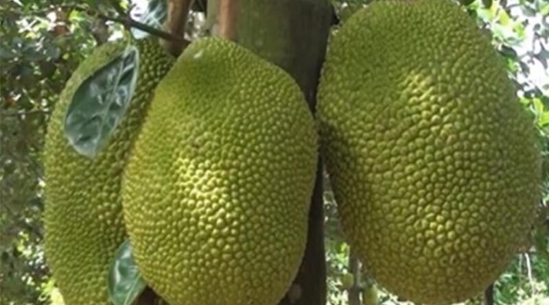 Agro-forestry and fishery product exports increased