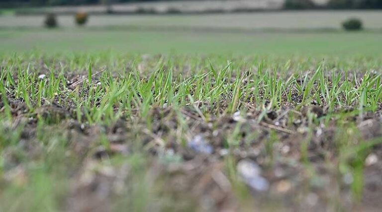 Delayed drilling of winter wheat